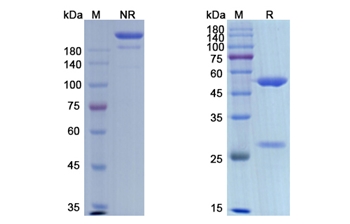 Etaracizumab (ITGAV_ITGB3) - Research Grade Biosimilar