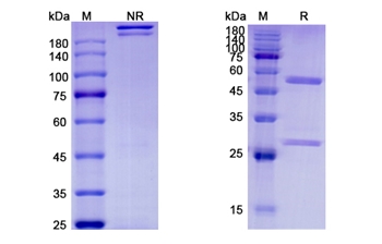 Etokimab (IL33) - Research Grade Biosimilar