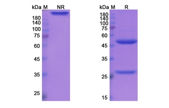 Etrolizumab (ITGA4_ITGB7) - Research Grade Biosimilar