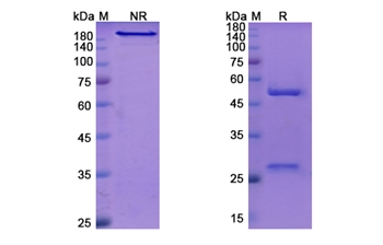 Faralimomab (IFNA1) - Research Grade Biosimilar