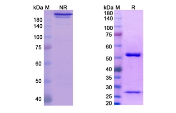 Farletuzumab (FOLR1 ) - Research Grade Biosimilar