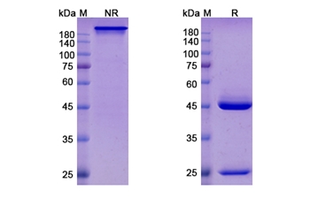 Felvizumab (RSV) - Research Grade Biosimilar