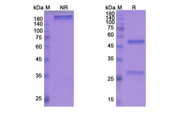 Fezakinumab (IL22) - Research Grade Biosimilar