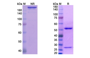 Fianlimab (LAG3/CD223) - Research Grade Biosimilar