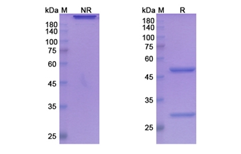 Ficlatuzumab (HGF) - Research Grade Biosimilar