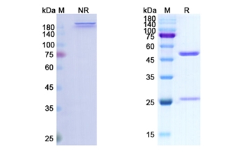 Figitumumab (IGF1R/CD221) - Research Grade Biosimilar