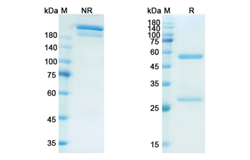 Firivumab (Influenza A virus hemagglutinin HA) - Research Grade Biosimilar