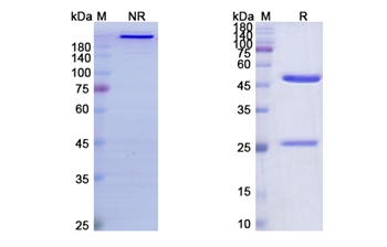 Flanvotumab (TYRP1) - Research Grade Biosimilar