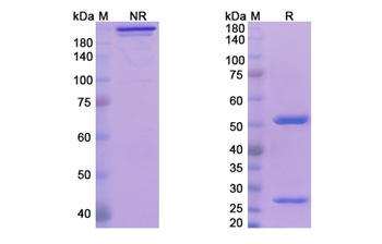 Fletikumab (IL20 ) - Research Grade Biosimilar