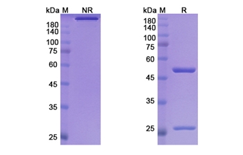 Fontolizumab (IFNG) - Research Grade Biosimilar