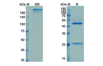 Foravirumab (RV) - Research Grade Biosimilar