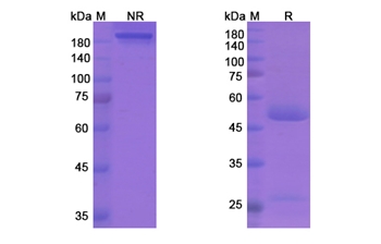 Fremanezumab (CALCA /CALCB) - Research Grade Biosimilar