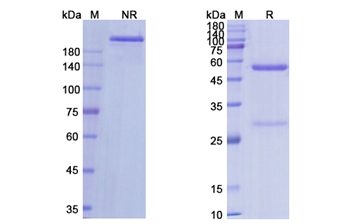 Fresolimumab (TGFB/TGF beta) - Research Grade Biosimilar