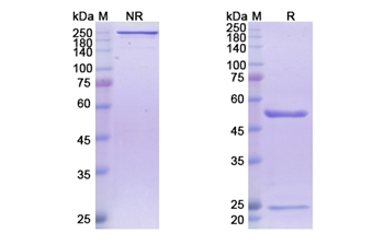 Frovocimab (PCSK9) - Research Grade Biosimilar