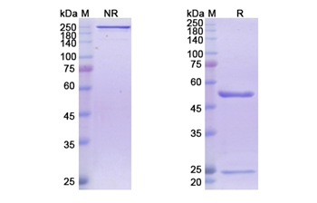 Frovocimab (PCSK9) - Research Grade Biosimilar Antibody