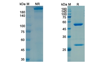 Frunevetmab (NGF/NGFB) - Research Grade Biosimilar