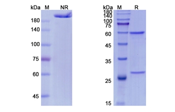Fulranumab (NGF/NGFB) - Research Grade Biosimilar