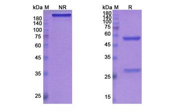 Gantenerumab (APP /Abeta42/Abeta40) - Research Grade Biosimilar