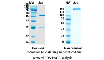 Gedivumab (Influenza A virus hemagglutinin HA) - Research Grade Biosimilar