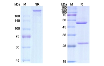 Gemtuzumab (CD33) - Research Grade Biosimilar