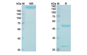 Gevokizumab (IL1B) - Research Grade Biosimilar