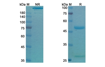 Gilvetmab (PDCD1/PD1/CD279) - Research Grade Biosimilar