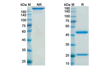 Gimsilumab (CSF2 /GM-CSF) - Research Grade Biosimilar