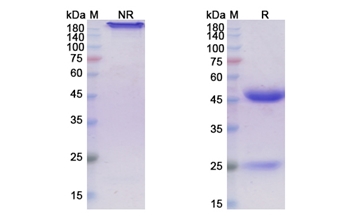 Girentuximab (CA9) - Research Grade Biosimilar