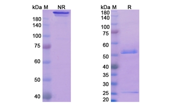 Glembatumumab (GPNMB extracellular domain) - Research Grade Biosimilar