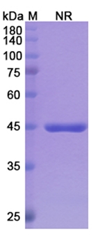 Glenzocimab (GP6) - Research Grade Biosimilar