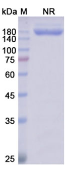 Glofitamab (CD3E/MS4A1) - Research Grade Biosimilar
