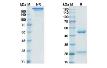 Golimumab (TNFA/TNF alpha) - Research Grade Biosimilar Antibody