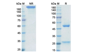 Golimumab (TNFA/TNF alpha) - Research Grade Biosimilar
