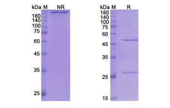 Gosuranemab (MAPT) - Research Grade Biosimilar