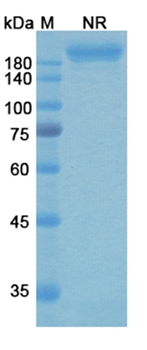 Gremubamab (PcrV) - Research Grade Biosimilar