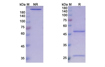 Guselkumab (IL23A) - Research Grade Biosimilar