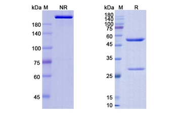 Huj591-Gsmab (FOLH1/PSMA) - Research Grade Biosimilar