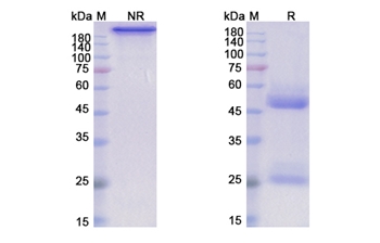 Humax-Il15 (IL15) - Research Grade Biosimilar