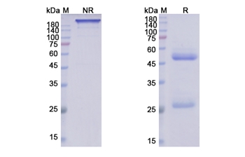 Ibalizumab (CD4 D3 domain) - Research Grade Biosimilar
