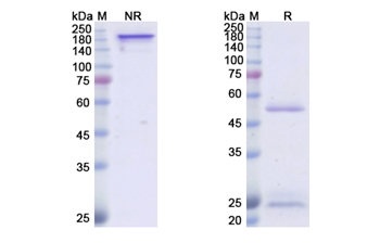 ICM3 (CD50) - Research Grade Biosimilar