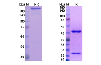 Icrucumab (FLT1/ VEGFR-1) - Research Grade Biosimilar Antibody