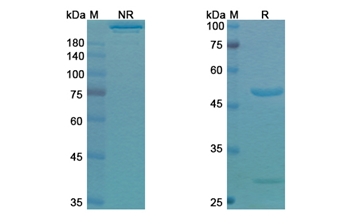 Ieramilimab (LAG3 ) - Research Grade Biosimilar Antibody