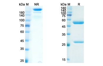 IMC-1C11 (VEGFA) - Research Grade Biosimilar