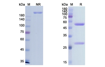 Imgatuzumab (EGFR ) - Research Grade Biosimilar