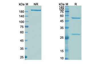 Infliximab (TNF-alpha) - Research Grade Biosimilar