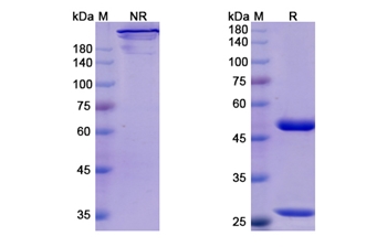 Inolimomab (IL2RA) - Research Grade Biosimilar