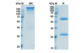Inotuzumab Ozogamicin (CD22) - Research Grade Biosimilar