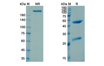 Intetumumab (ITGAV_ITGB3) - Research Grade Biosimilar