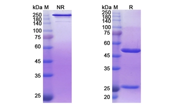 Iodine (131I) Derlotuximab Biotin (DNA/histone(H1) complex) - Research Grade Biosimilar
