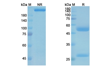 Ipilimumab (CTLA4/CD152) - Research Grade Biosimilar Antibody